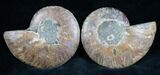 Cut and Polished Ammonite Pair #7344-1